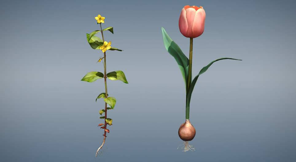 Vergelijking van eenzaadlobbige en tweezaadlobbige planten