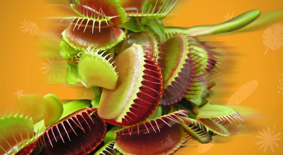 Beveger plantene seg?