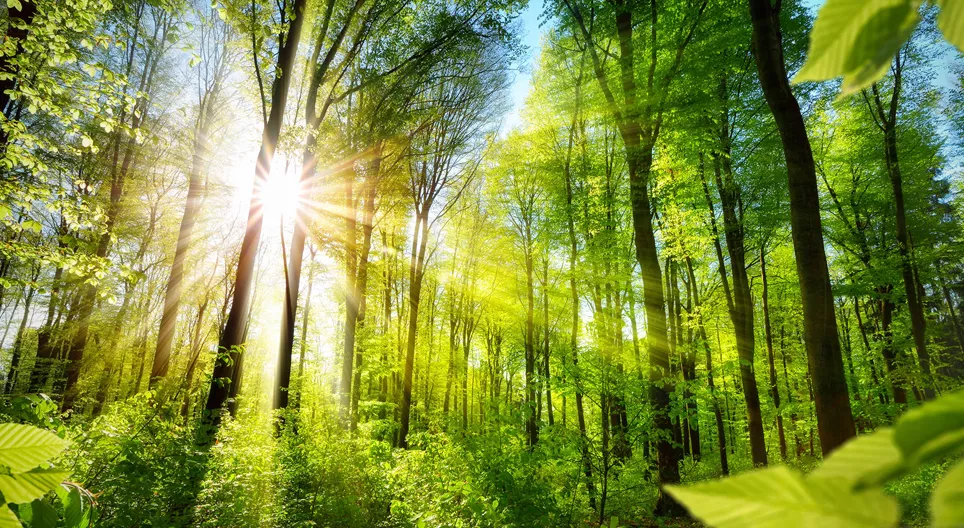 La oss lære å kjenne skogen!