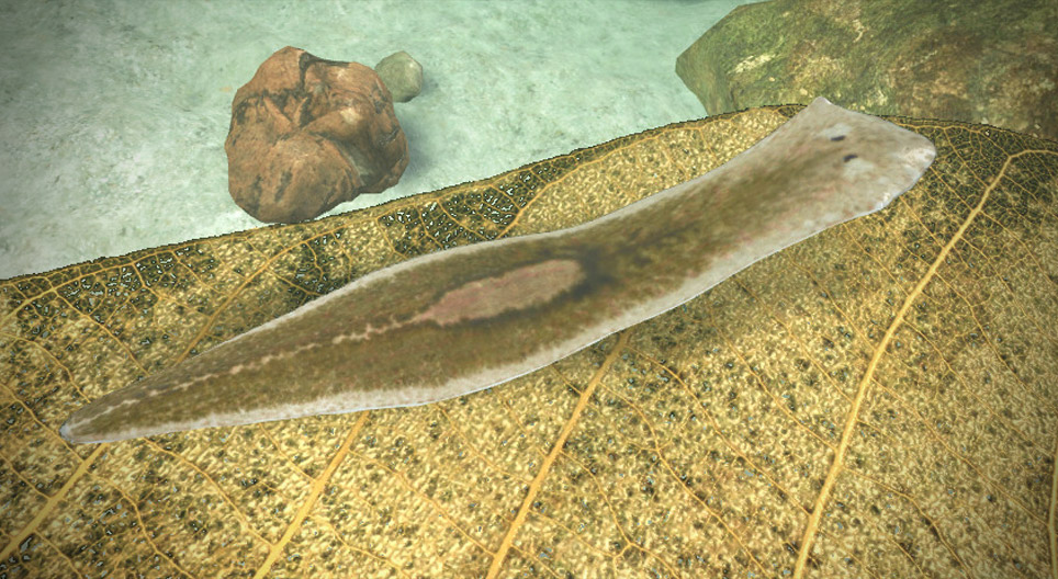 Planaria gonocephala