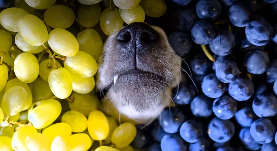 Porque deveríamos comer uvas?