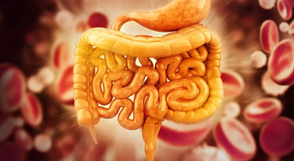 10 coisas que deviam saber sobre o trato gastrointestinal humano