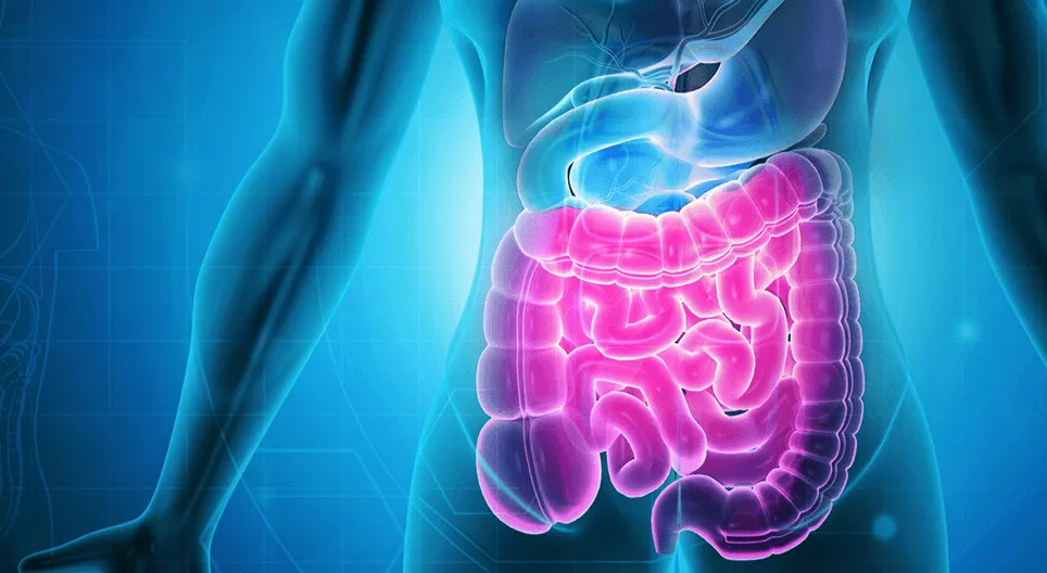 O sistema digestivo Parte 2 - O intestino delgado e o intestinos grosso