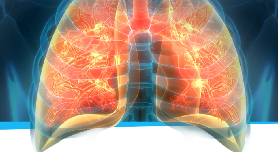 The respiratory system