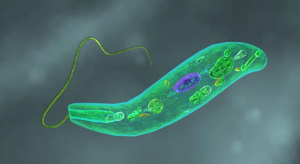 Euglena viridis
