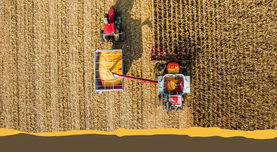 Culturas agrícolas comuns