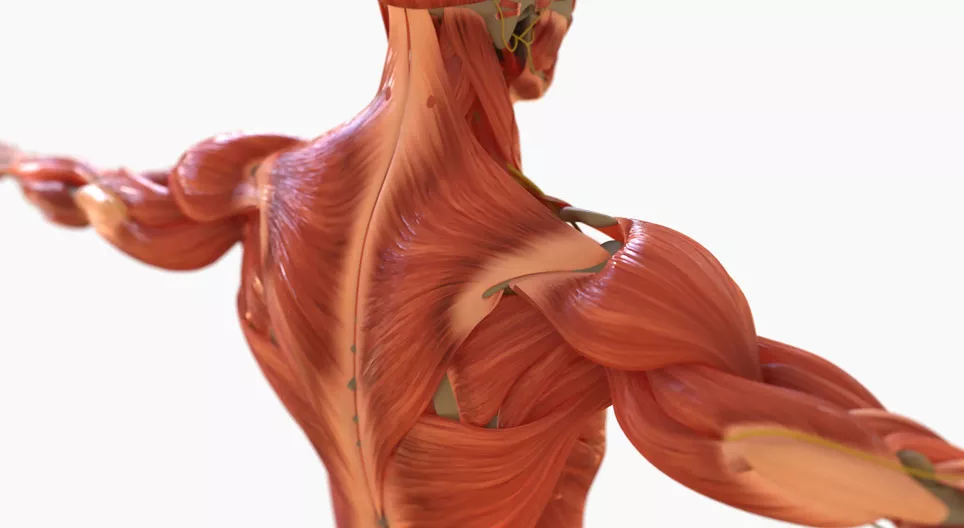 The biomechanics of skeletal muscles