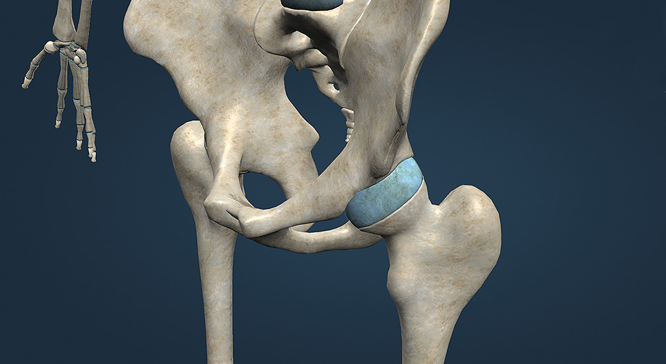 Tipos de articulações