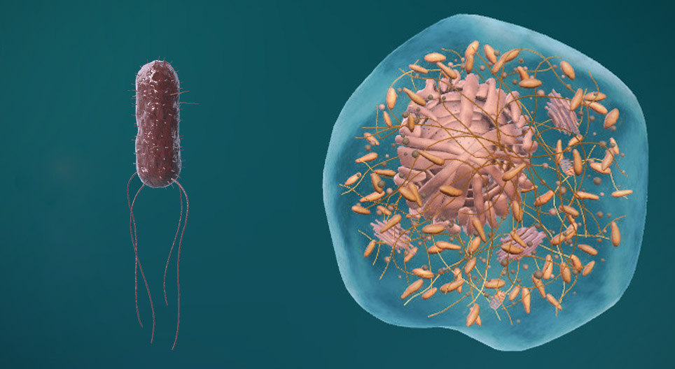 A estrutura das células procariontes e eucariontes