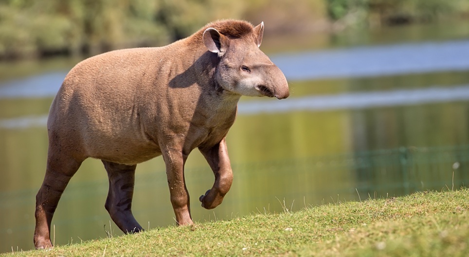 Vídeos educacionais