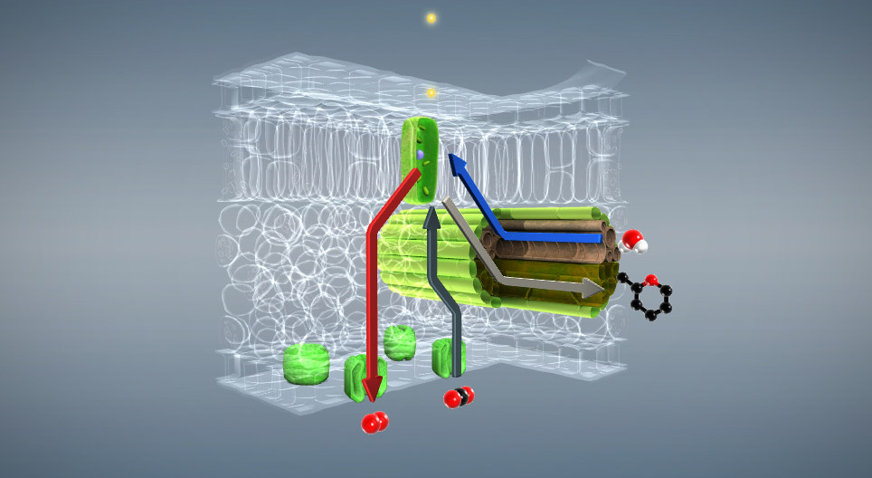 Фотосинтез (базовый уровень)