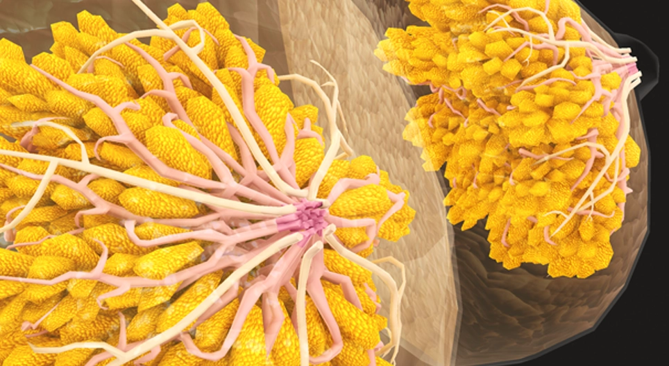 Self-examination of the breasts and testicles