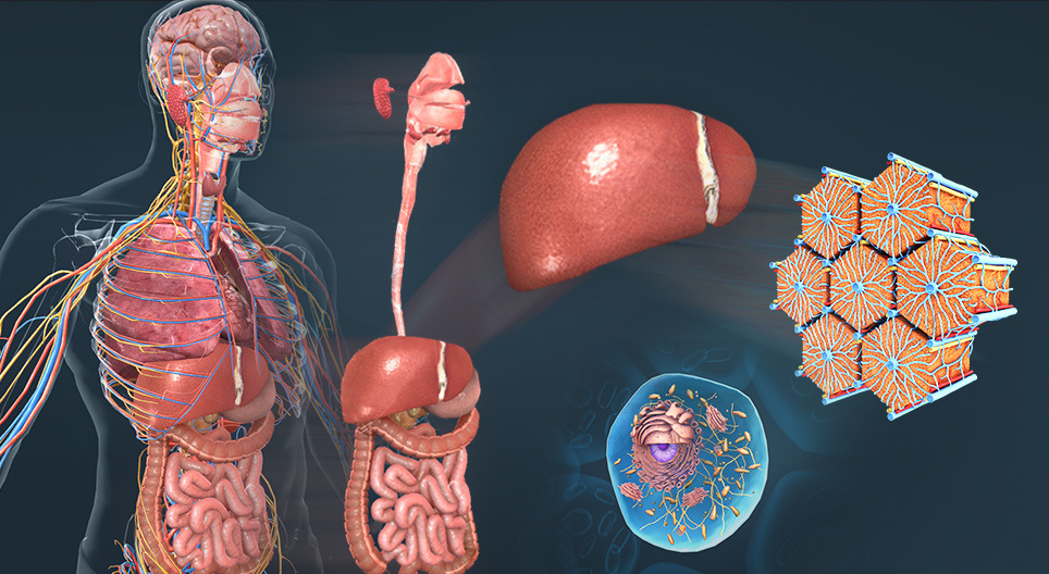 Stupne organizácie pod jednotlivcom