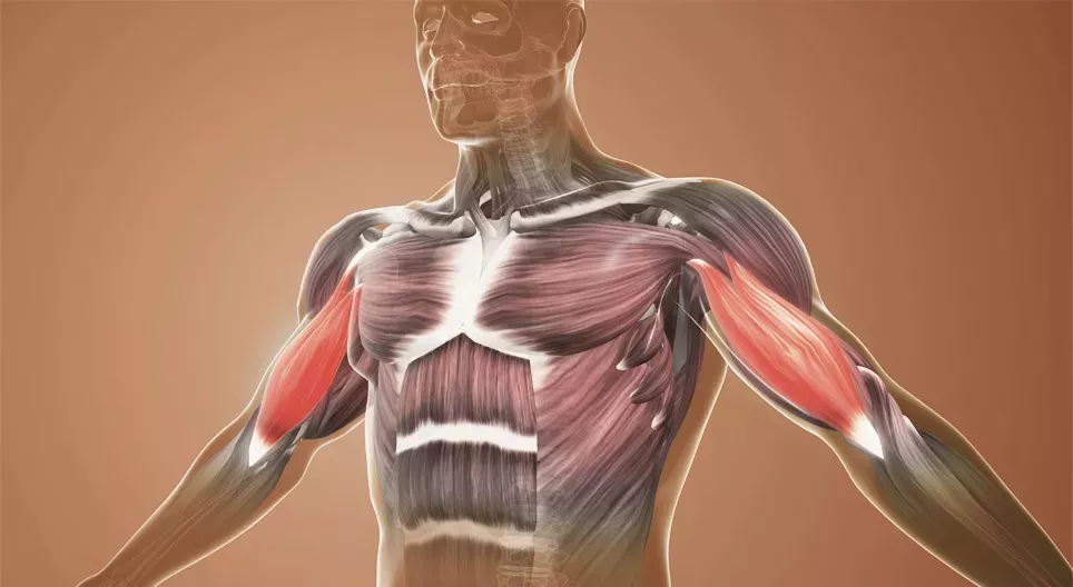 Functional anatomy, shoulder girdle, upper extremity