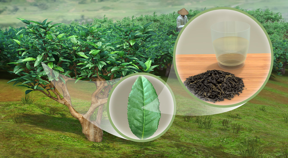 Čaj (Camellia sinensis)