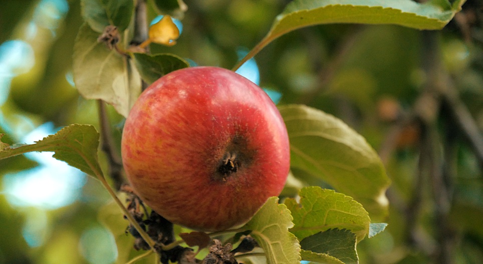 Obrazovni video-snimci