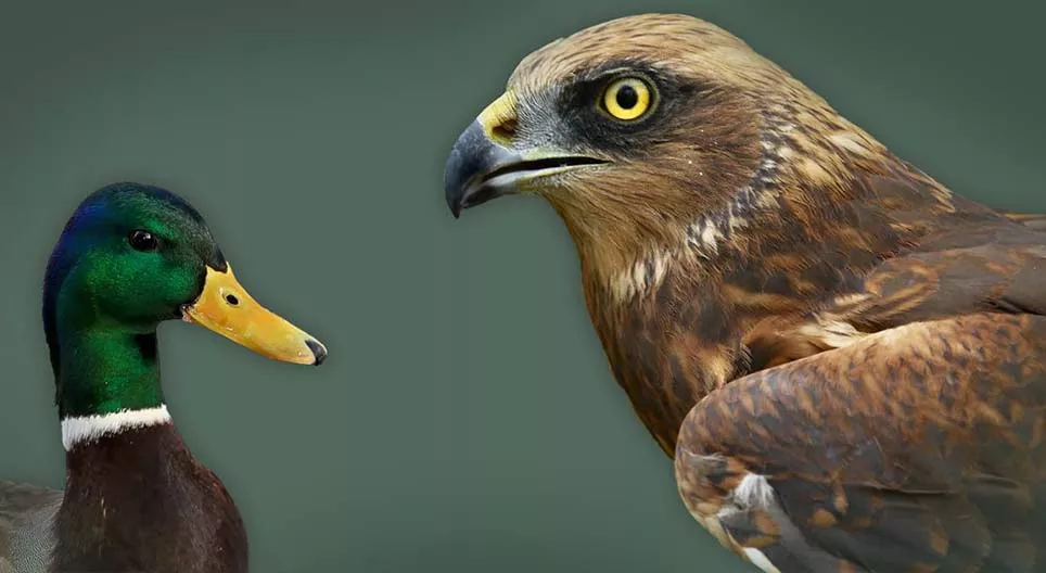 Vattenfåglar och kustfåglar