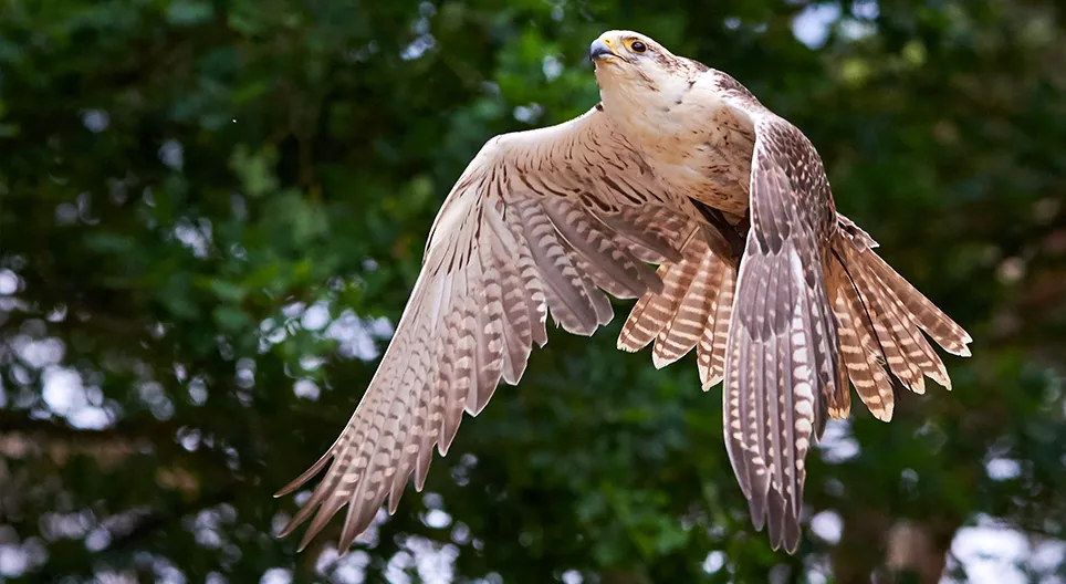 Hur flyger fåglar? - Del 1