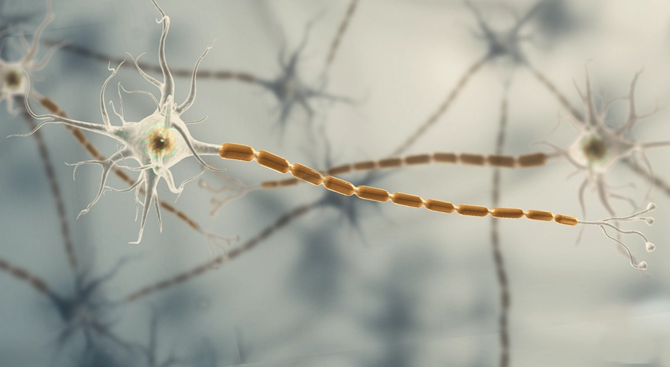 Neurobiological, neuroanatomical basics