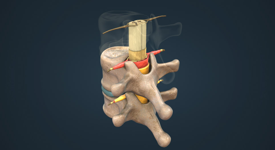 Anatomy of the spinal cord