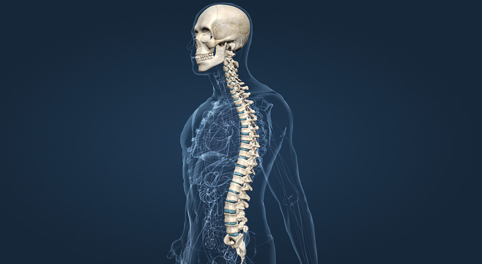 The skull and the spine