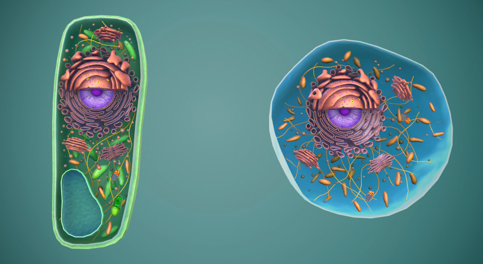 Animal and plant cells, cellular organelles (basic)