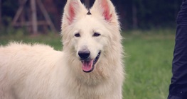 Próba-szerencse tanulás