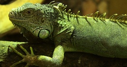 Zelena iguana