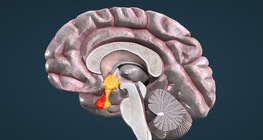 Гипоталамус-өнчин тархины тэнхлэг