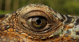 A komodói varánusz