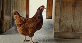 Magyar őshonos háztáji szárnyasok