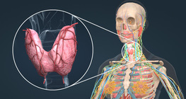 Бамбай булчирхай