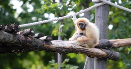 Fehérkezű gibbon