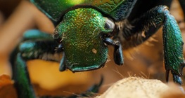 Egy bogár nyomában