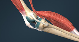 Ясны холбоосны төрлүүд