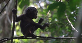 Afrika - carstvo antropoida