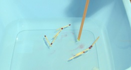 Felületi feszültség