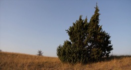 Közönséges boróka