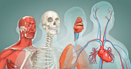 Хүний бие – бага насны хүүхэд