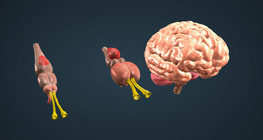 Сээр нуруутны тархины эволюци