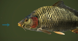 Загас хэрхэн амьсгалдаг вэ?