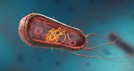 Les bactéries (sphères, bâtonnets, spirales)