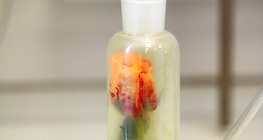 Rózsa színtelenítése klórgázzal