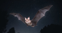 Зээрд таххамарт багваахай