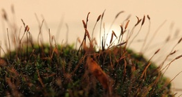 Examination of mosses