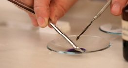 A növényi sejtfal vizsgálata