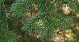 Pogled izbliza na porodicu borova