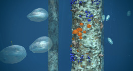 Бүрхүүлтэн (туник)