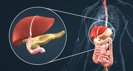 12 нугалаа гэдэстэй холбогдсон булчирхайнууд