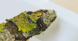 De quoi sont faits les lichens?